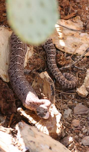 Backyard Herping...diamondbacks - Field Herp Forum